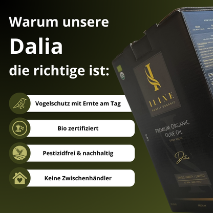 BIO Olivenöl: Bag-in-Box - Robust