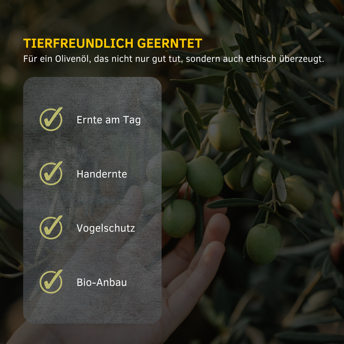 Deutsche Infografik Tierfreundlich geerntet mit Hand an Olivenzweig; Ernte am Tag Handernte Vogelschutz Bio-Anbau.